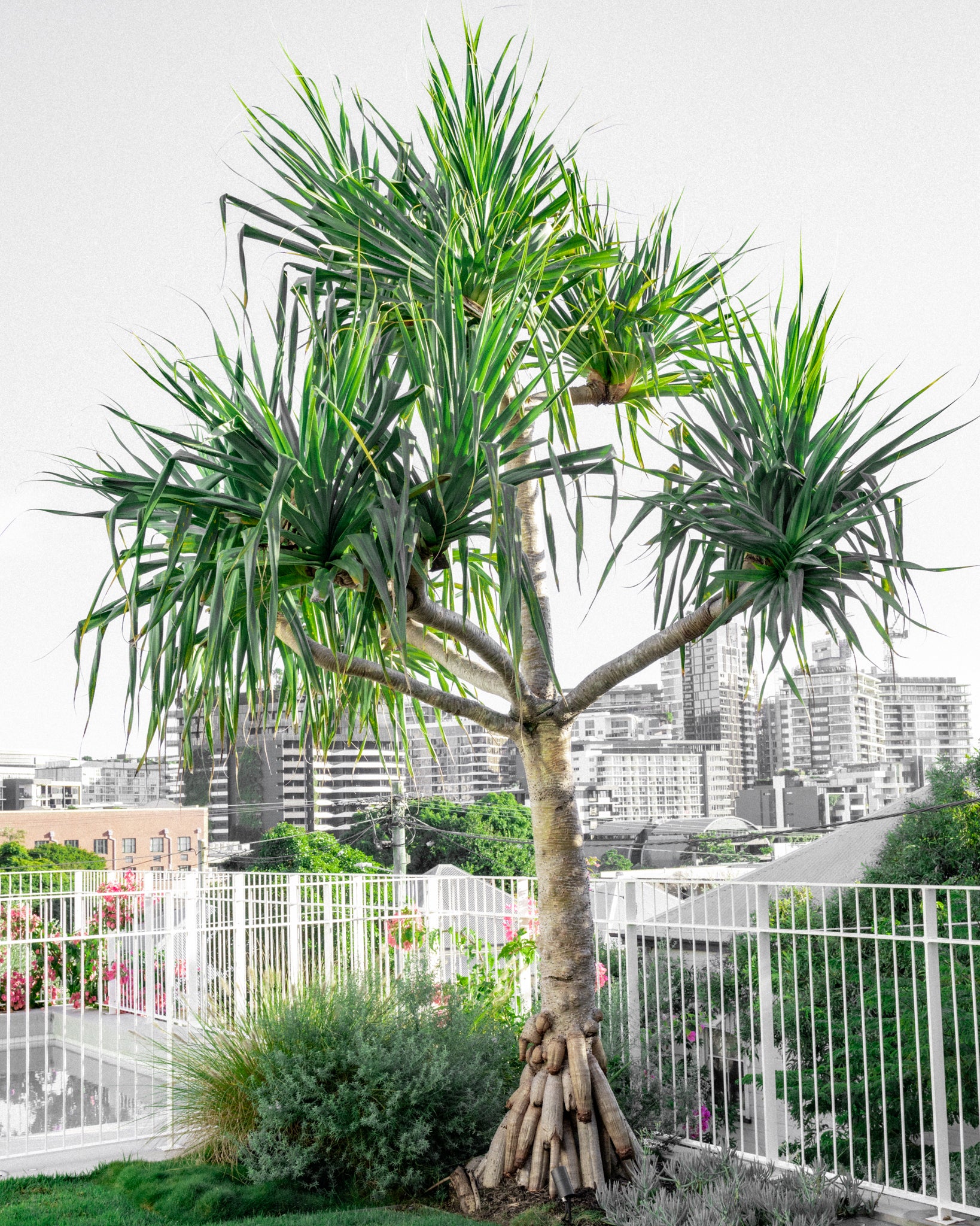 Read Our Story | Canopy Trees Australia