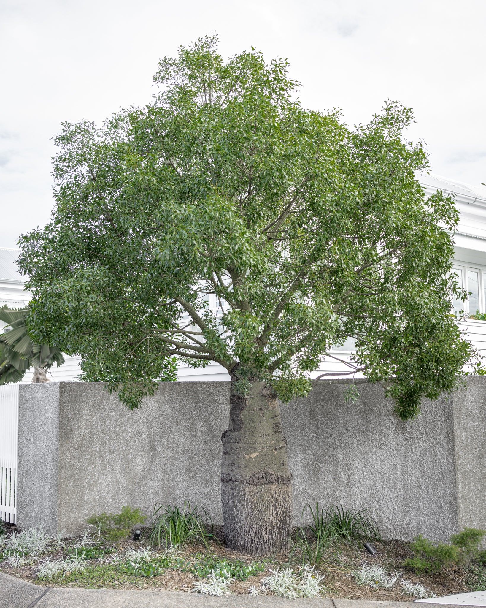 Bottle Trees for Sale Brisbane | Brachychiton Rupestris – Canopy Trees