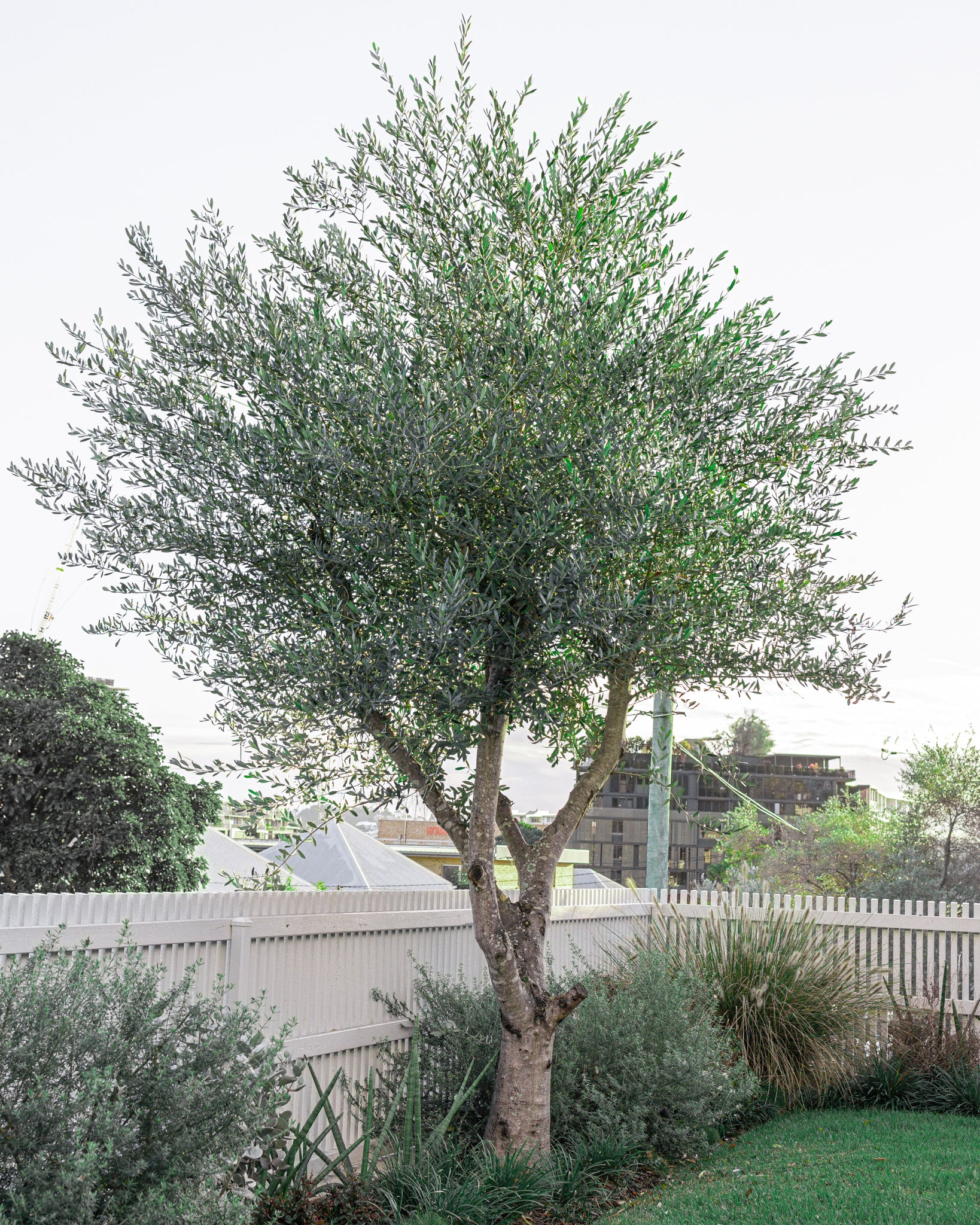 Buy Olive Trees Brisbane | Drought-Resistant Fruit Trees – Canopy Trees